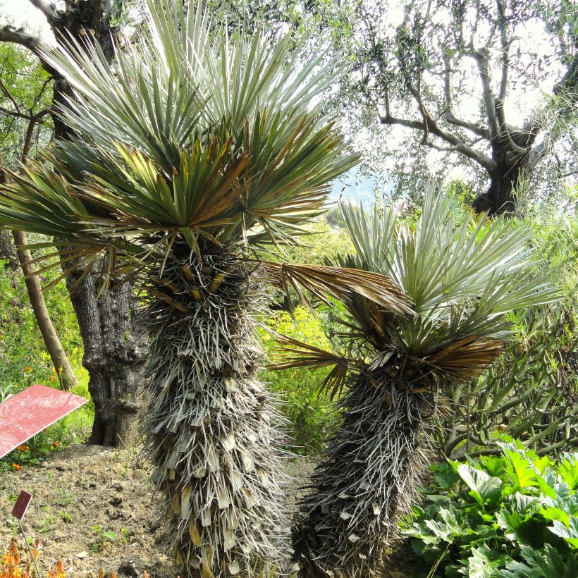 Trithrinax campestris - Blaue Nadelpalme (Hafen)