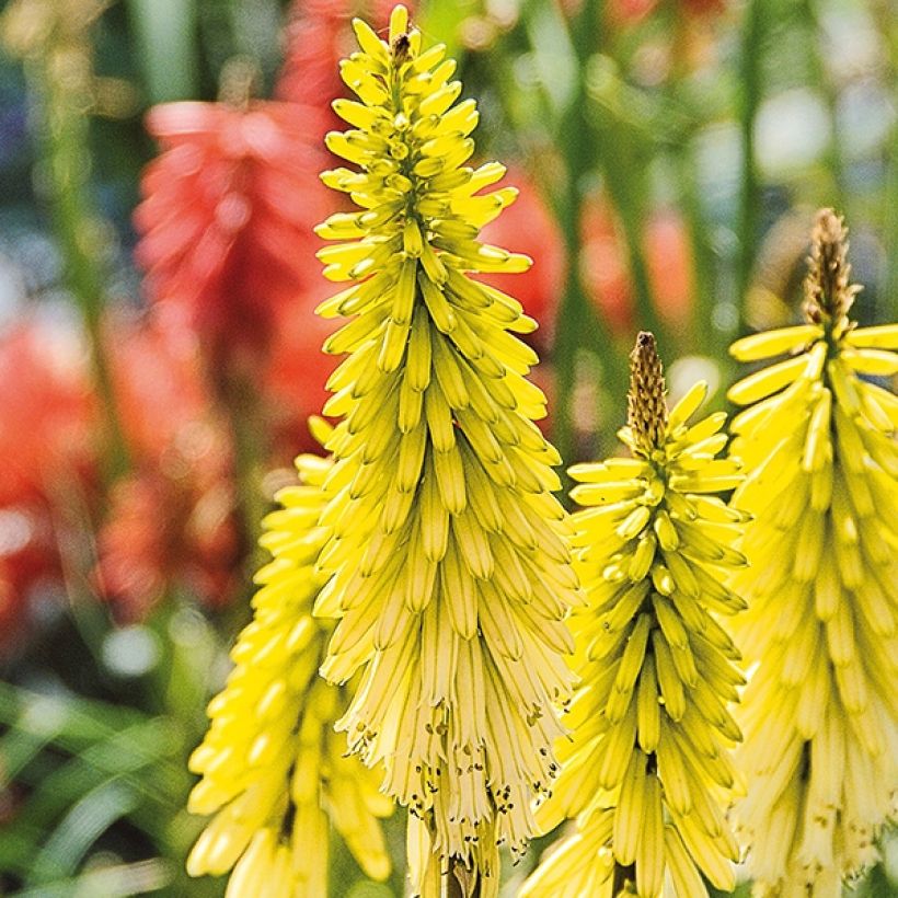 Fackellilie Lemon Popsicle - Kniphofia (Blüte)