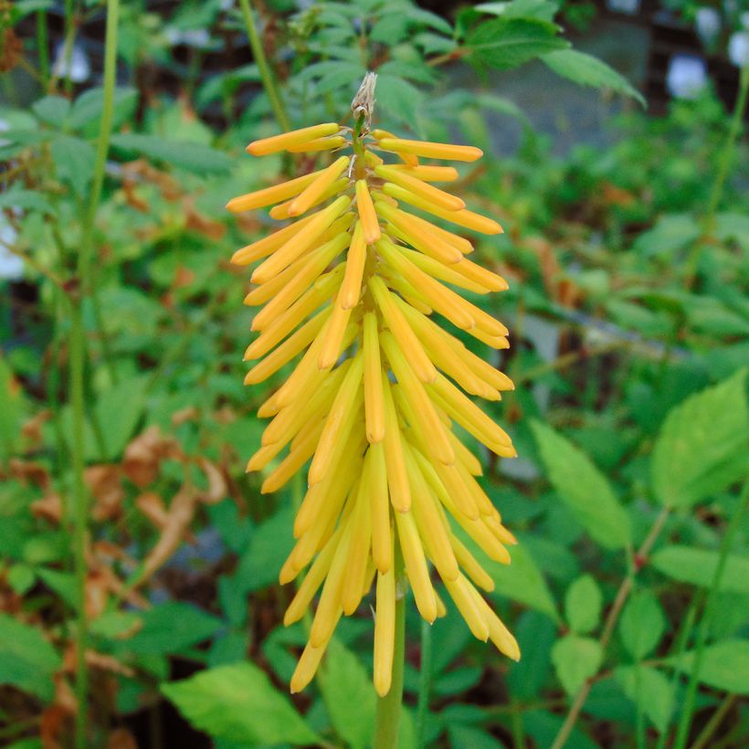 Fackellilie Mango Popsicle - Kniphofia (Blüte)