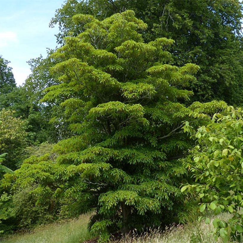 Trochodendron aralioides - Radbaum (Hafen)