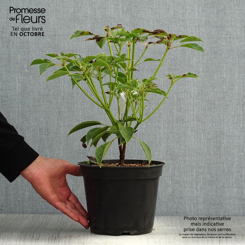 Exemplar von Trochodendron aralioides - Arbre aux roues Pot de 4L/5L wie im Herbst geliefert