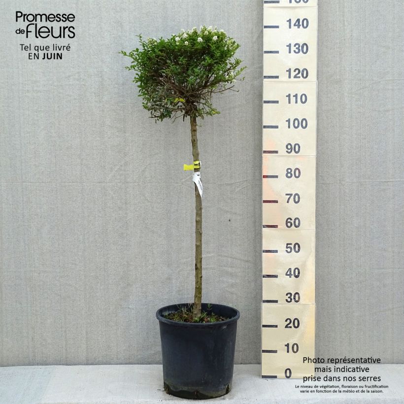 Exemplar von Delavays Liguster - Ligustrum delavayanum Topf mit 12L/15LGelieferte Höhe ca. 120/130cm wie im Frühjahr geliefert