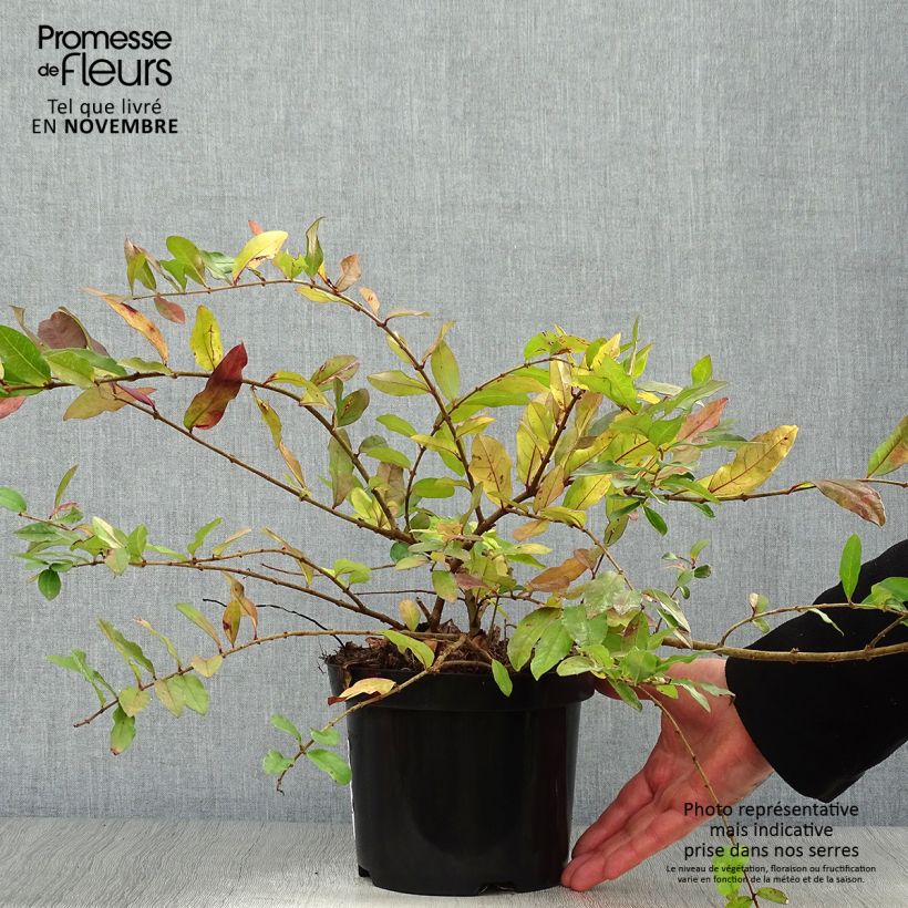 Exemplar von Troène - Ligustrum obtusifolium Ilvomassi  Pot de 2L/3L wie im Herbst geliefert