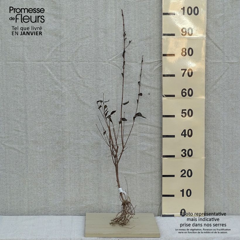 Exemplar von Ovalblättriger Liguster - Ligustrum ovalifolium wie im Winter geliefert