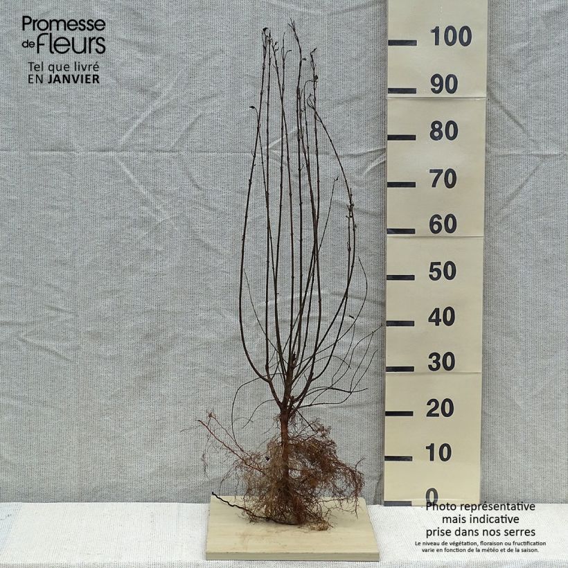 Exemplar von Schwarzgrüner Liguster Atrovirens - Ligustrum vulgare wie im Winter geliefert