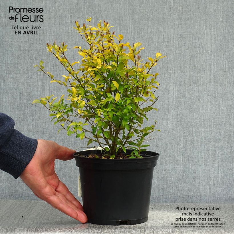 Exemplar von Ovalblättriger Liguster Lemon Lime - Ligustrum ovalifolium Topf mit 2L/3LGelieferte Höhe ca. 30cm wie im Frühjahr geliefert