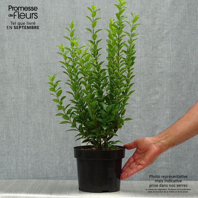 Exemplar von Troène de Californie - Ligustrum ovalifolium Green Diamond Pot de 2L/3L wie im Herbst geliefert