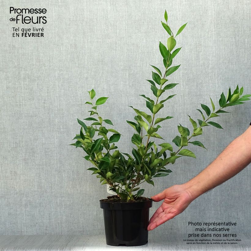 Exemplar von Troène de Chine - Ligustrum lucidum Pot de 2L/3L wie im Herbst geliefert