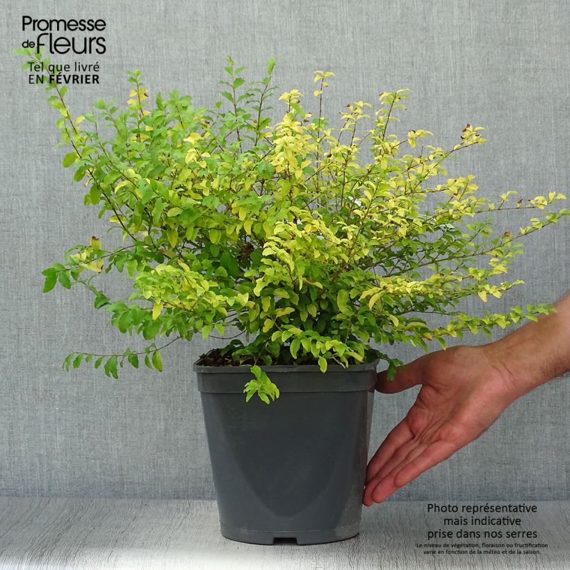 Exemplar von Troène de Chine - Ligustrum sinense Sunshine Pot de 4L wie im Herbst geliefert