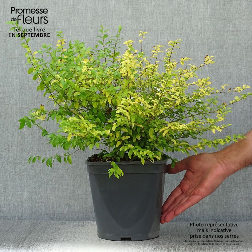 Exemplar von Chinesischer Liguster Sunshine - Ligustrum sinense wie im Herbst geliefert