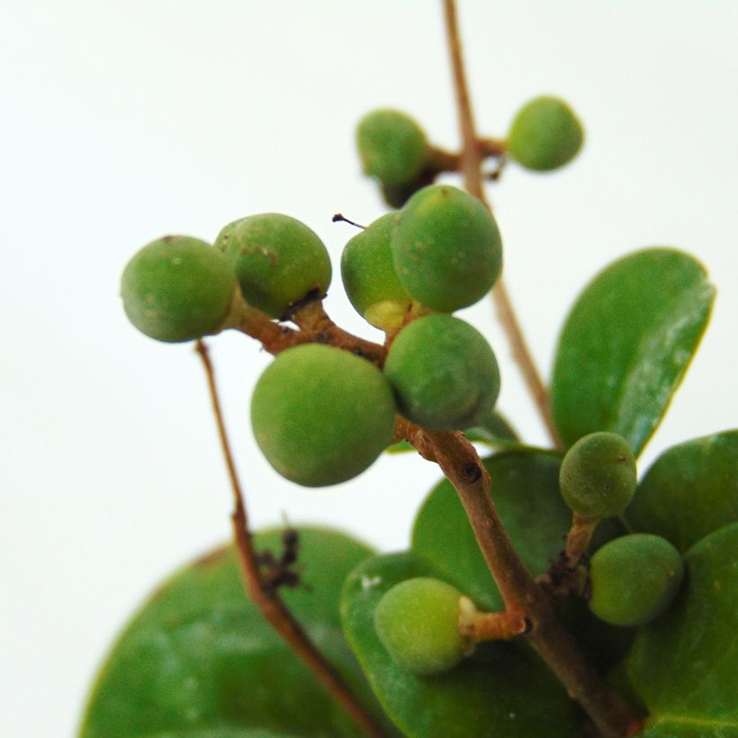 Japanischer Liguster Rotundifolium - Ligustrum japonicum (Ernte)