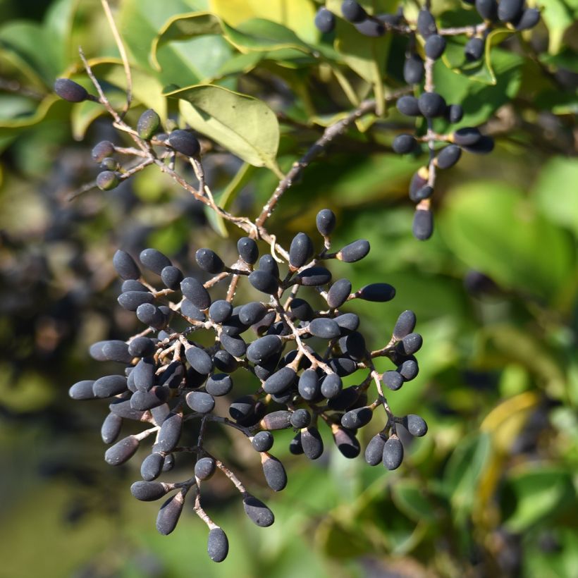 Japanischer Liguster - Ligustrum japonicum (Ernte)