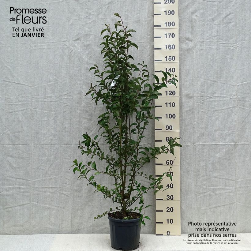 Exemplar von Japanischer Liguster - Ligustrum japonicum wie im Winter geliefert