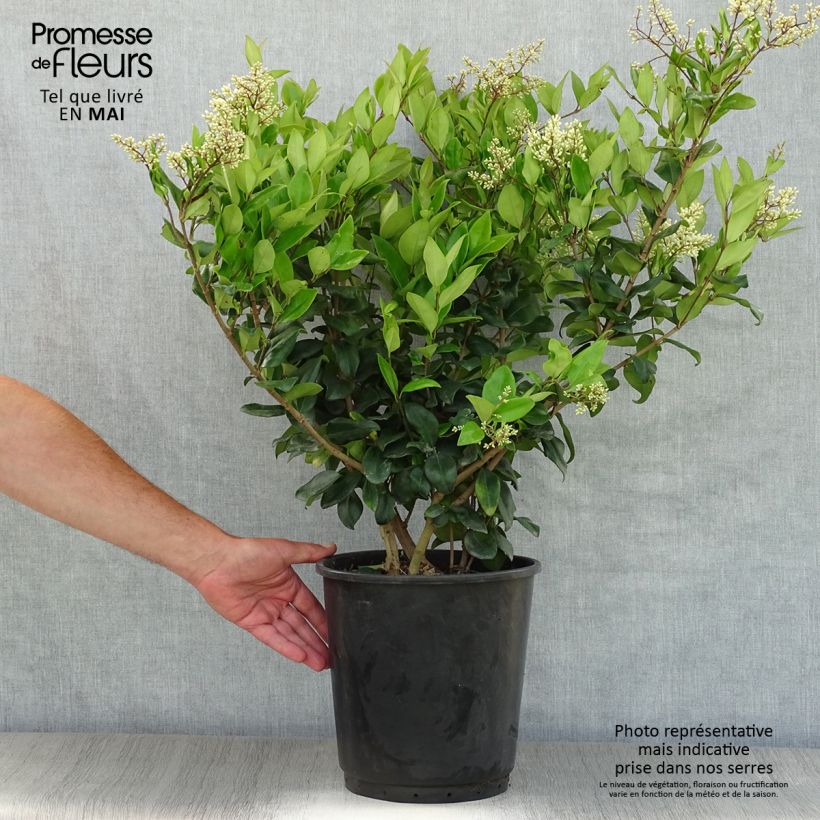 Exemplar von Troène du Texas - Ligustrum japonicum Texanum en pot de 7,5L/10L wie im Frühjahr geliefert