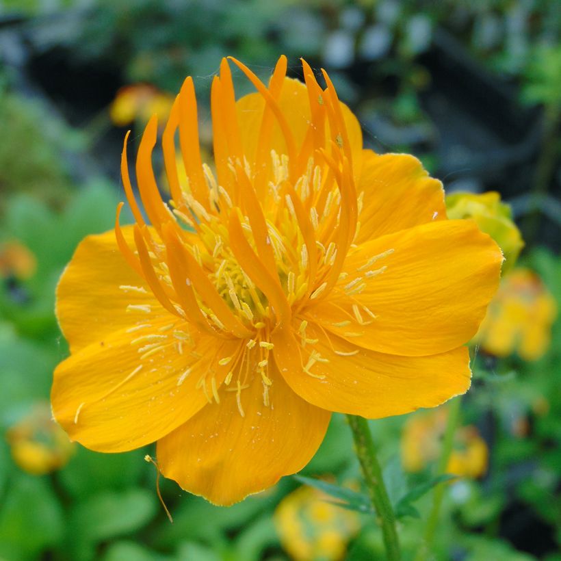 Chinesische Trollblume Golden Queen - Trollius chinensis (Blüte)