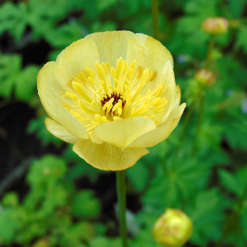 Trollblume Cheddar - Trollius (Blüte)