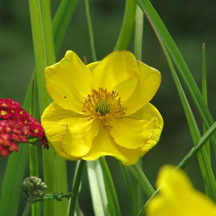 Kurzkronige Trollblume - Trollius stenopetalus (Blüte)