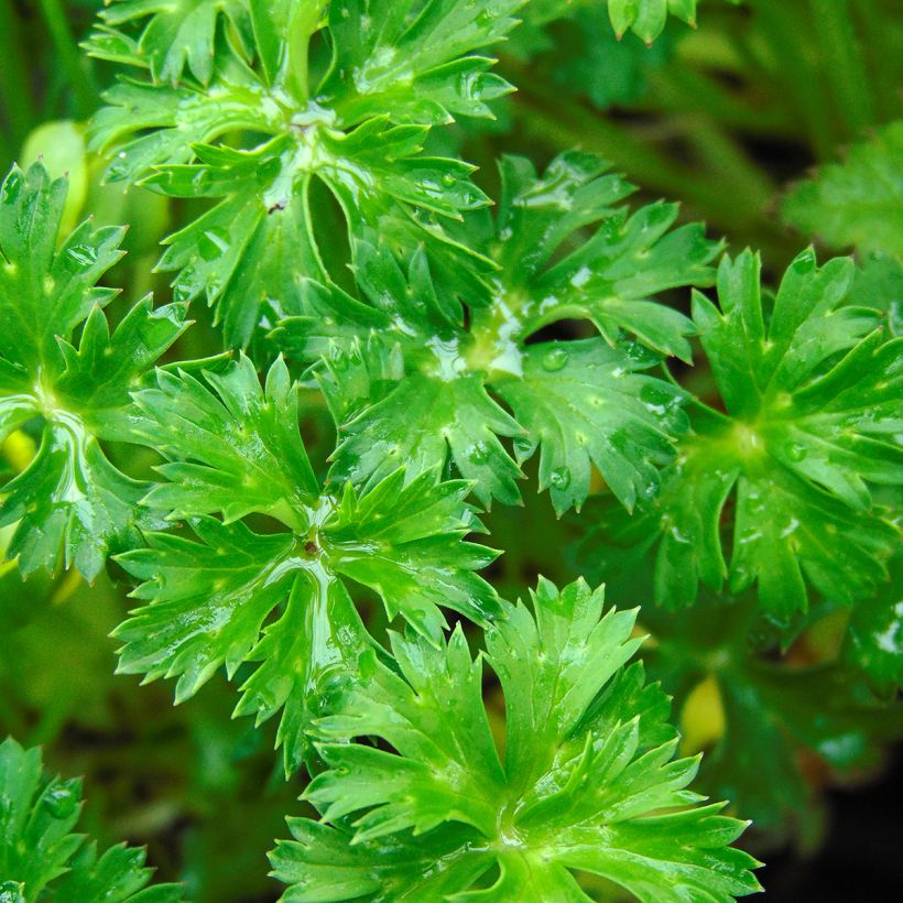 Niedriger Trollblume - Trollius pumilus (Laub)