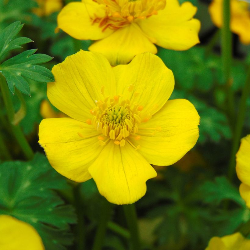 Niedriger Trollblume - Trollius pumilus (Blüte)