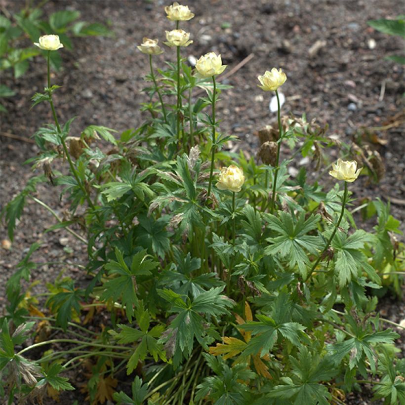 Trollblume Alabaster - Trollius (Hafen)