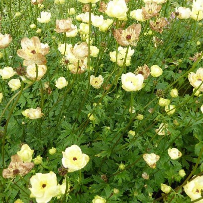 Trollblume Cheddar - Trollius (Hafen)