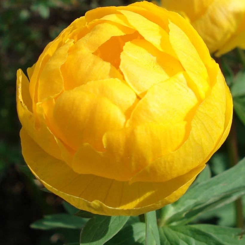 Europäische Trollblume - Trollius europaeus (Blüte)