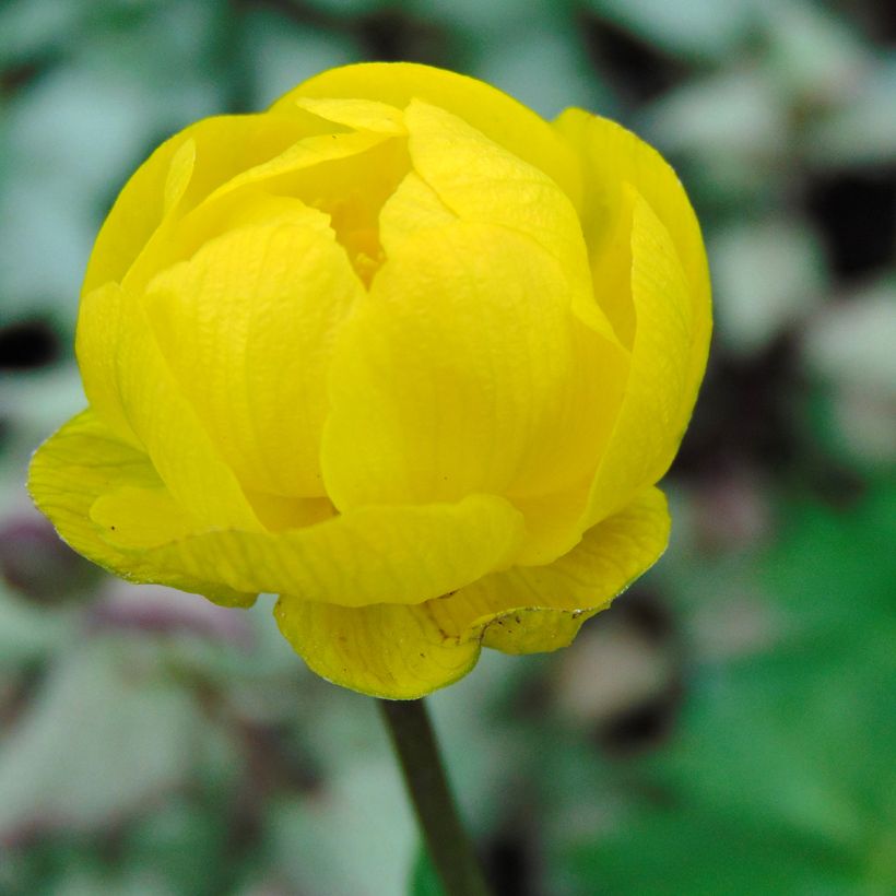 Trollblume Lemon Queen - Trollius (Blüte)