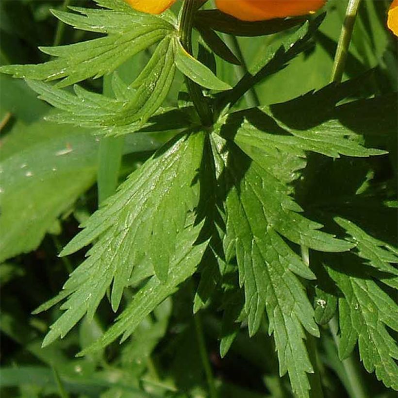 Asiatischer Trollblume - Trollius asiaticus (Laub)