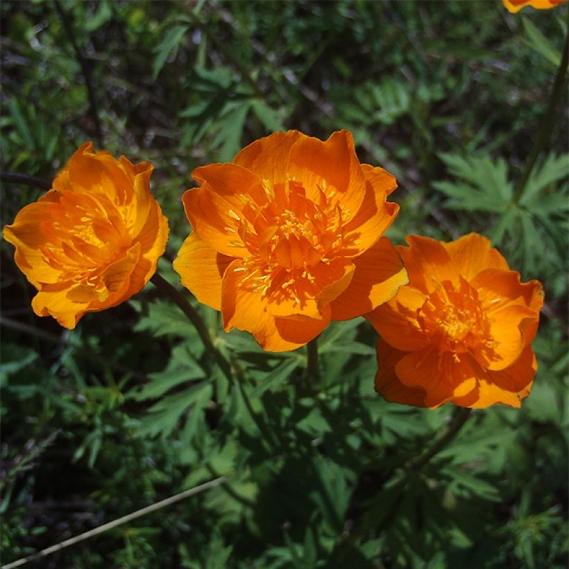 Asiatischer Trollblume - Trollius asiaticus (Blüte)