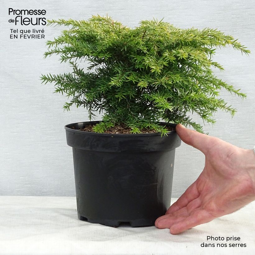 Exemplar von Tsuga canadensis Jeddeloh - Pot de 2/3L   wie im Winter geliefert