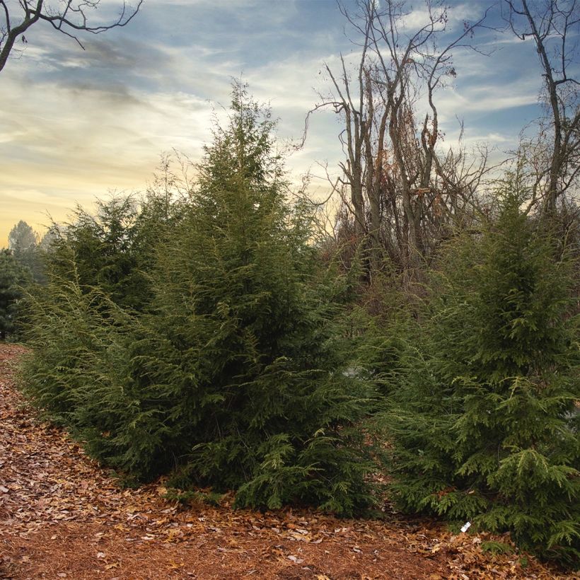 Tsuga canadensis - Hemlockstanne (Hafen)