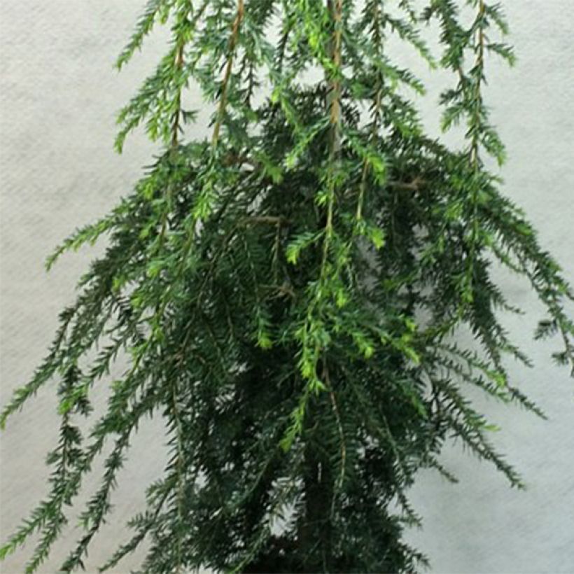 Tsuga canadensis Pendula - Hemlockstanne (Laub)