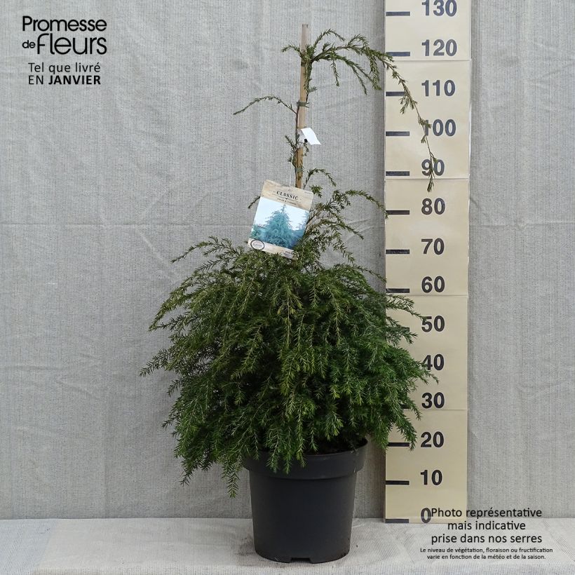 Exemplar von Tsuga canadensis - Pruche du Canada Pot de 3L wie im Winter geliefert