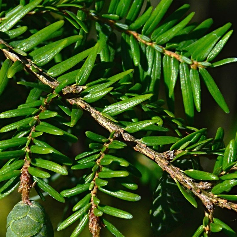 Tsuga canadensis - Hemlockstanne (Laub)