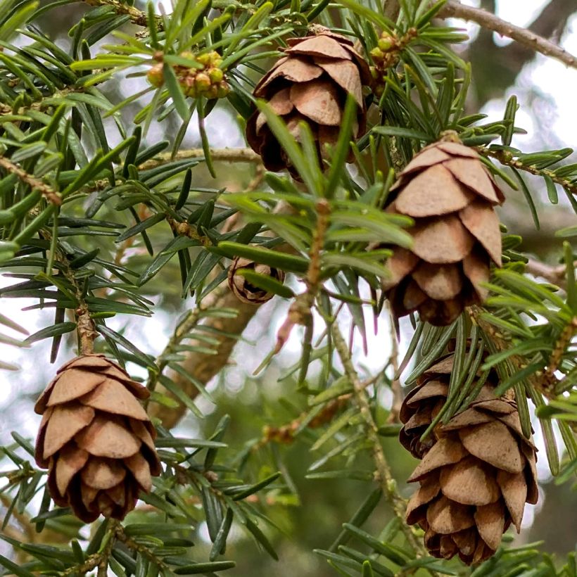 Tsuga canadensis - Hemlockstanne (Ernte)