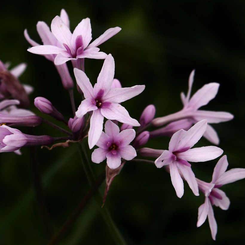 Tulbaghia violacea Purple Eye (Blüte)