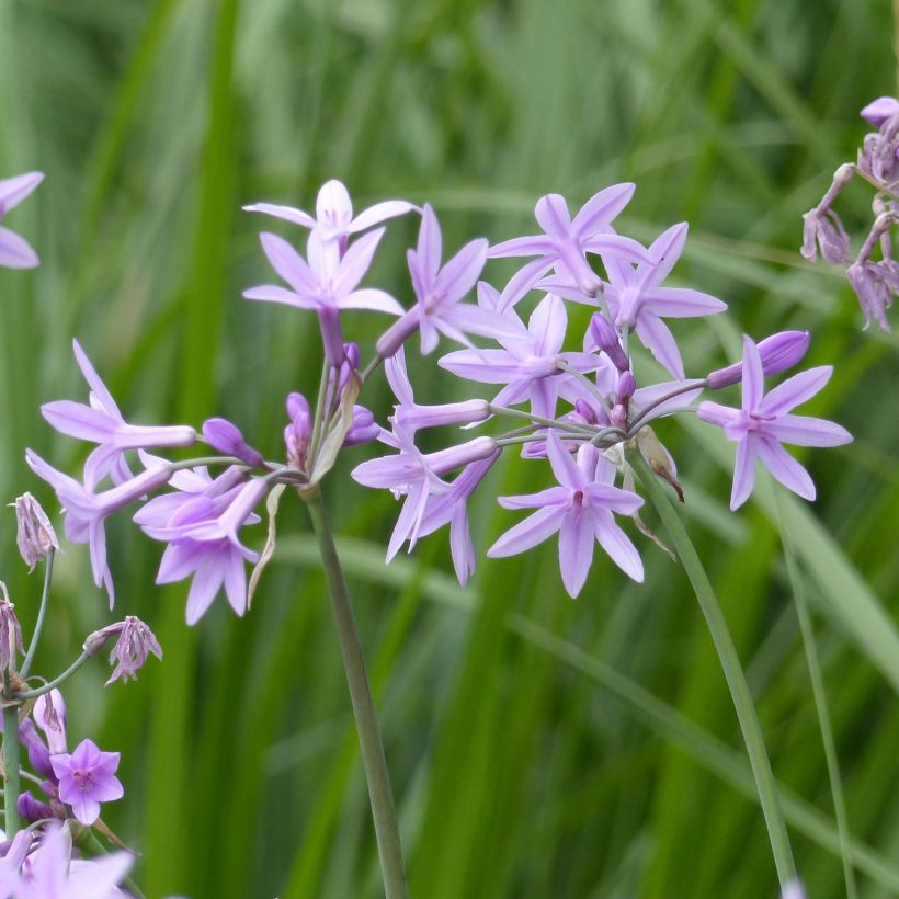 Tulbaghia violacea (Blüte)