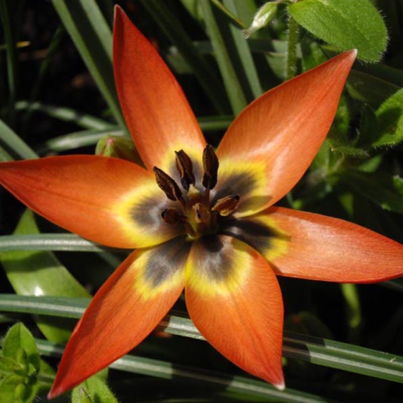 Balkan-tulpe Little Princess (Blüte)