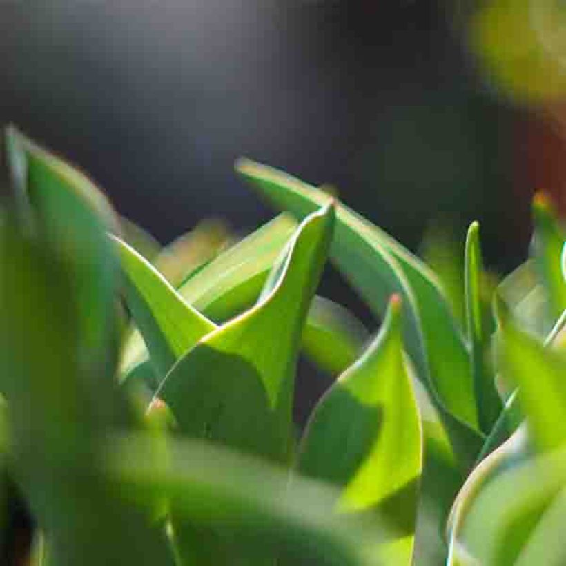 Viridiflora-Tulpe Green River (Laub)