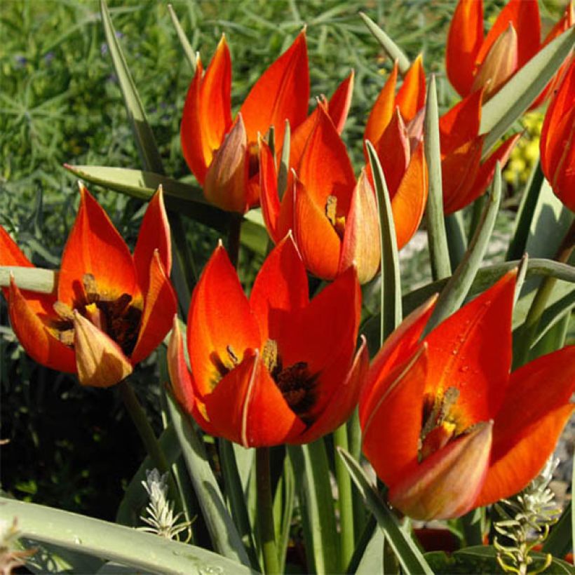 Tulipa whittallii - Whittalls Tulpe (Blüte)