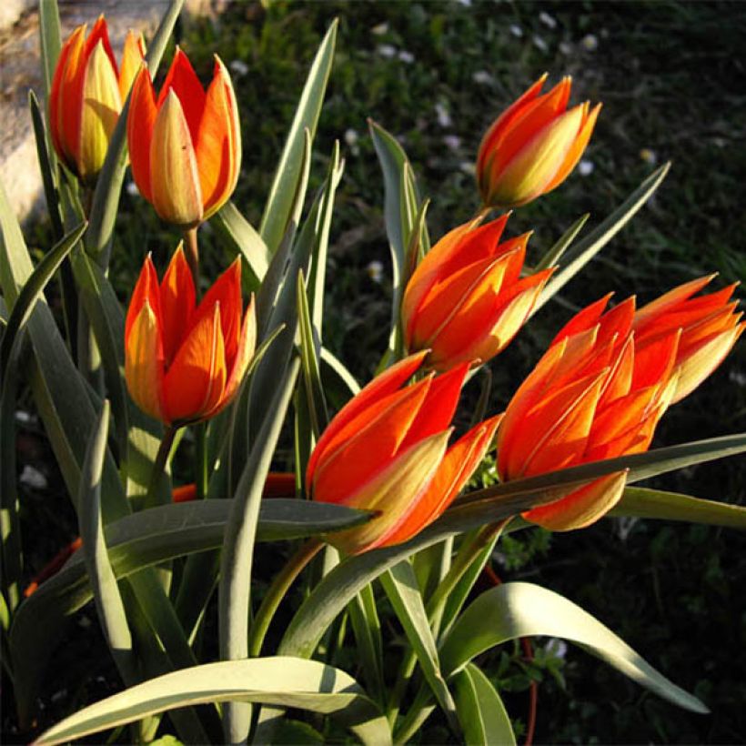 Tulipa whittallii - Whittalls Tulpe (Hafen)