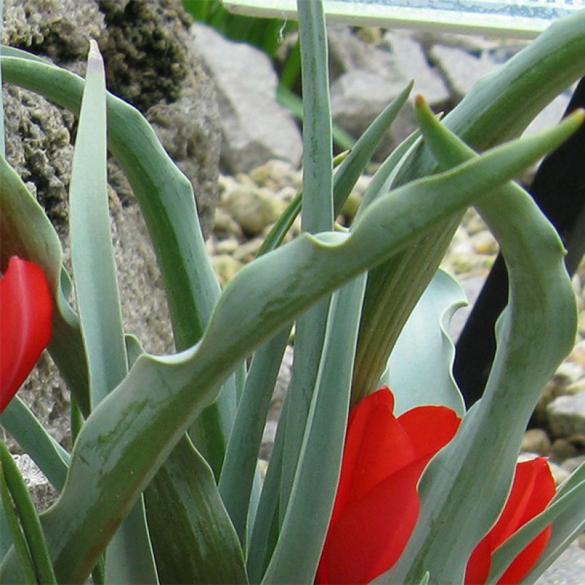 Tulipa wilsoniana - Wilsons Tulpe (Laub)