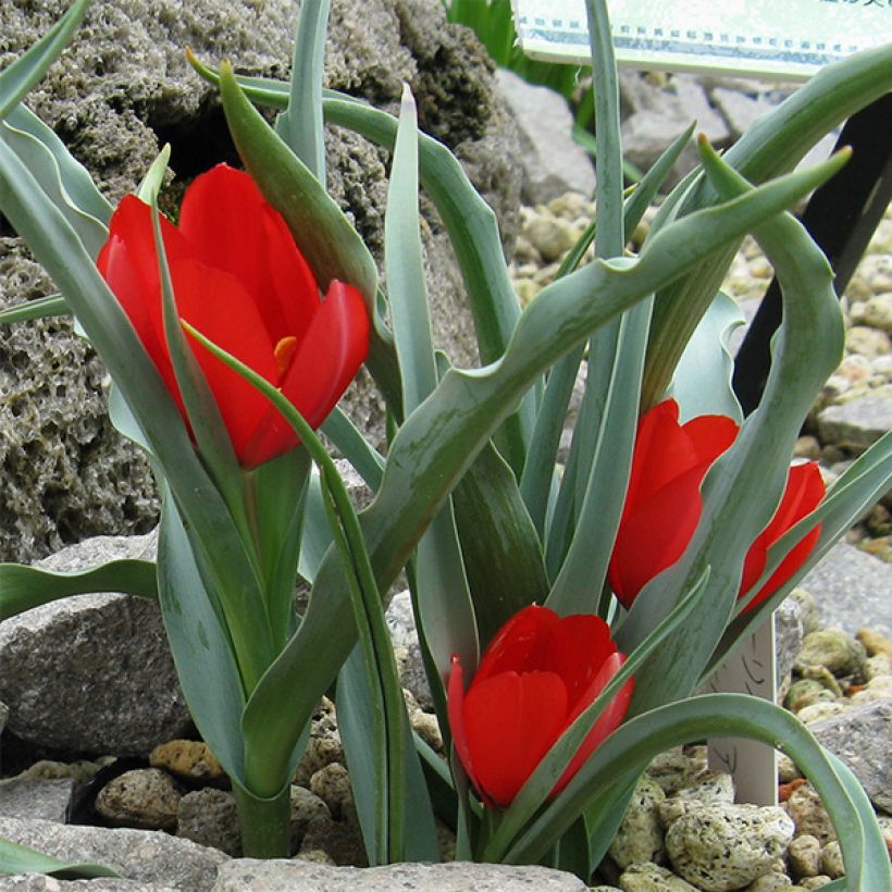 Tulipa wilsoniana - Wilsons Tulpe (Blüte)