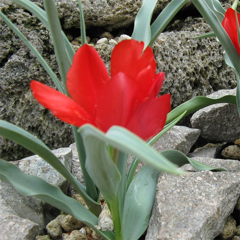 Tulipa wilsoniana - Wilsons Tulpe (Hafen)