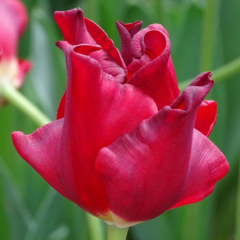 Krope Tulpe Red Dress (Blüte)