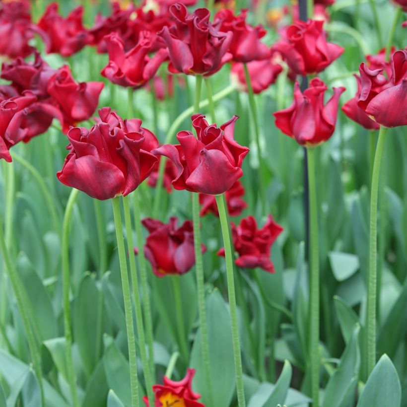 Krope Tulpe Red Dress (Hafen)