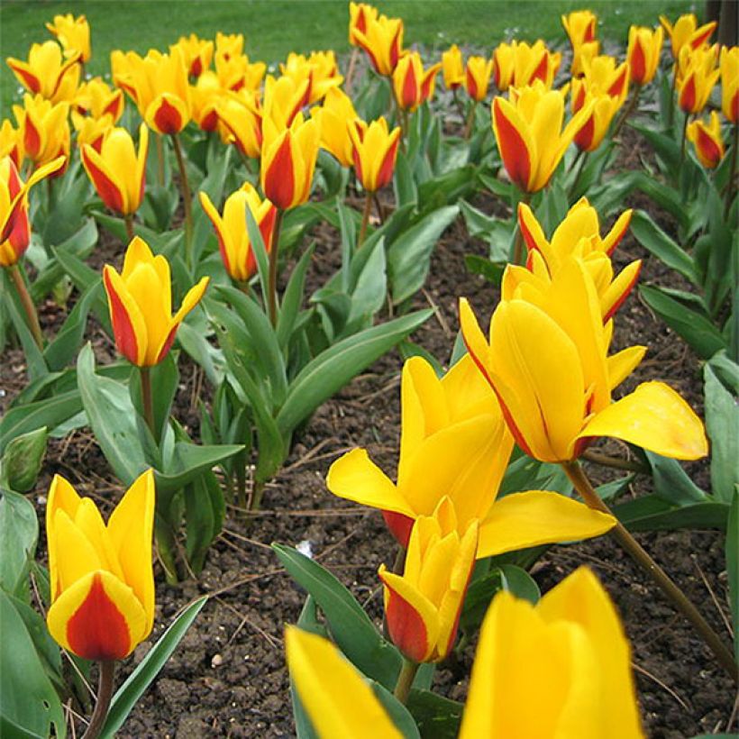 Tulipa kaufmanniana Goudstuck (Blüte)