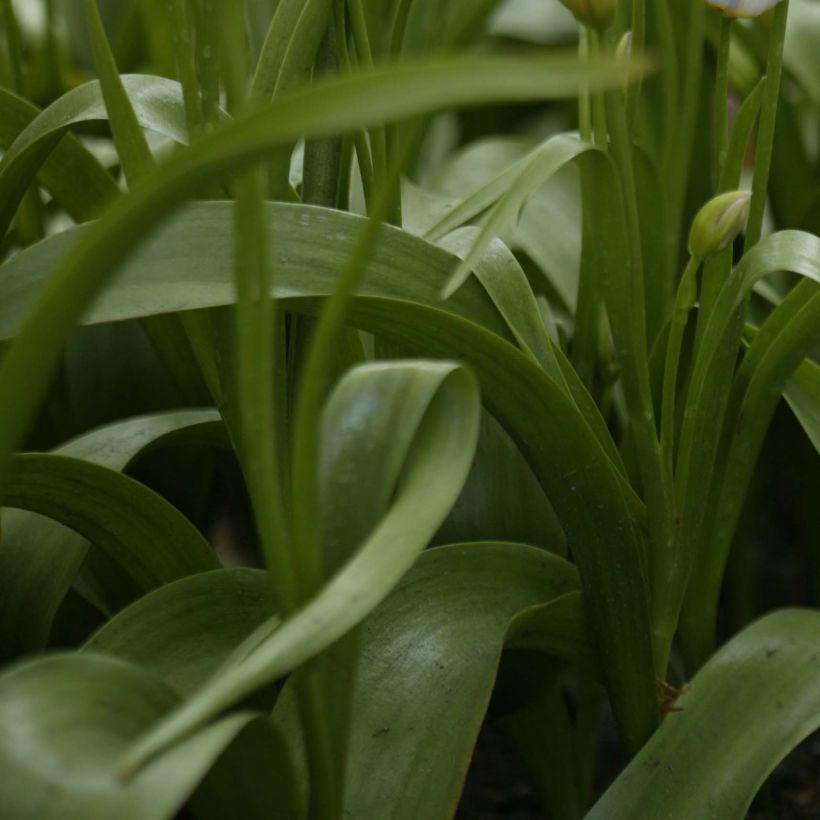 Tulipa saxatilis - Felsen-Tulpe (Laub)