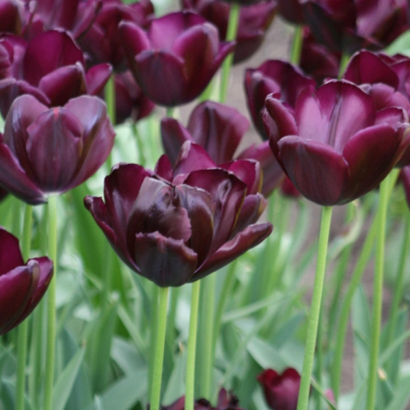 Triumph-Tulpe Black Jack (Blüte)