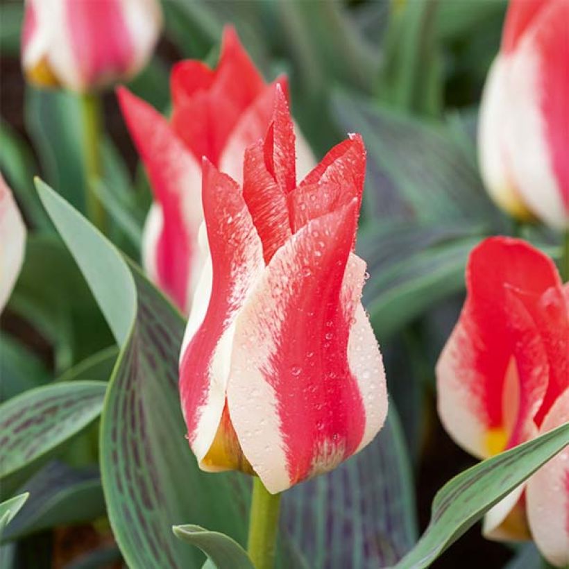 Tulipa greigii Plaisir (Blüte)